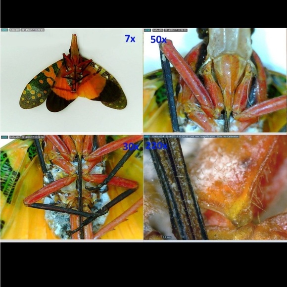 Dino-Lite Basic AM2111 USB Digital Microscope- New - Picture 5 of 6